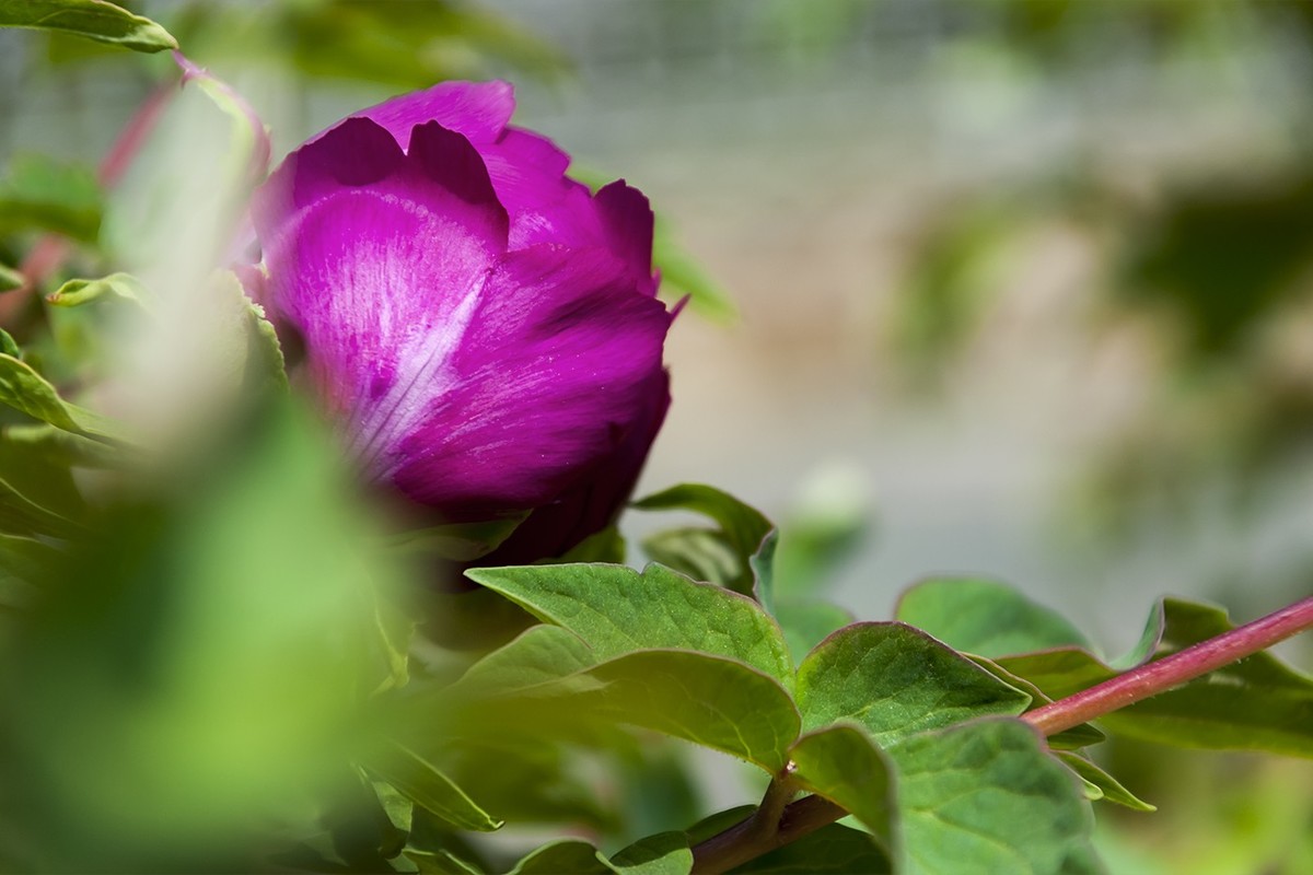 花开富贵-泉城公园11