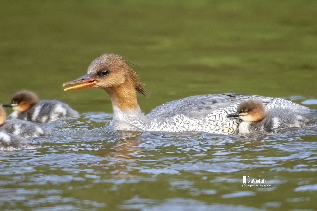 中华秋沙鸭（16）