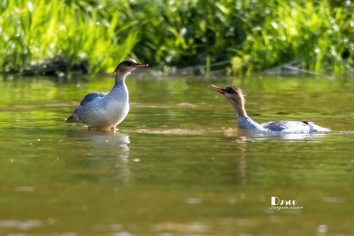 中华秋沙鸭（16）