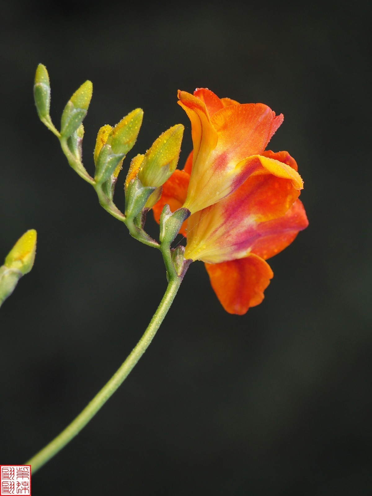 拍下香雪兰开花的时节6