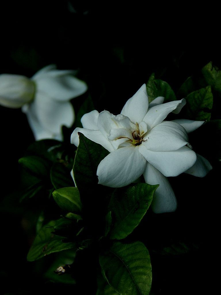栀子花-2