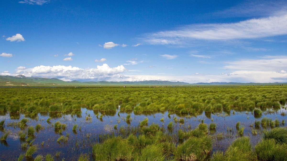 若尔盖草原--花湖【2】