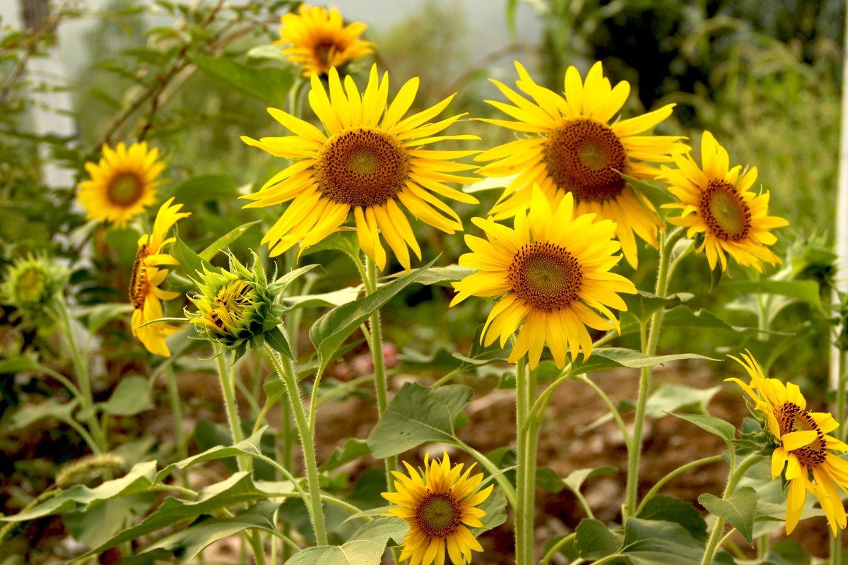 林州油葵基地随拍（2）