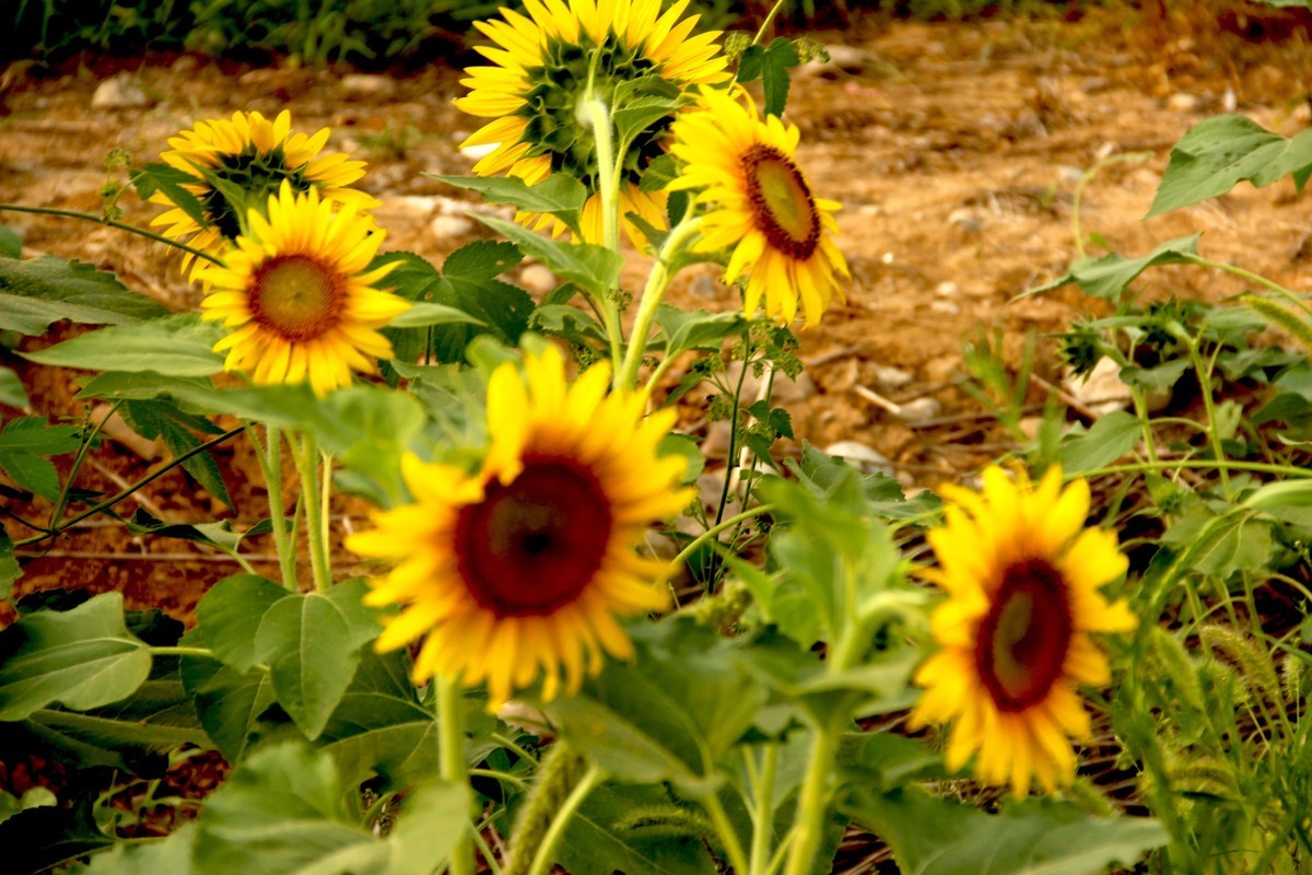 林州油葵基地随拍（2）
