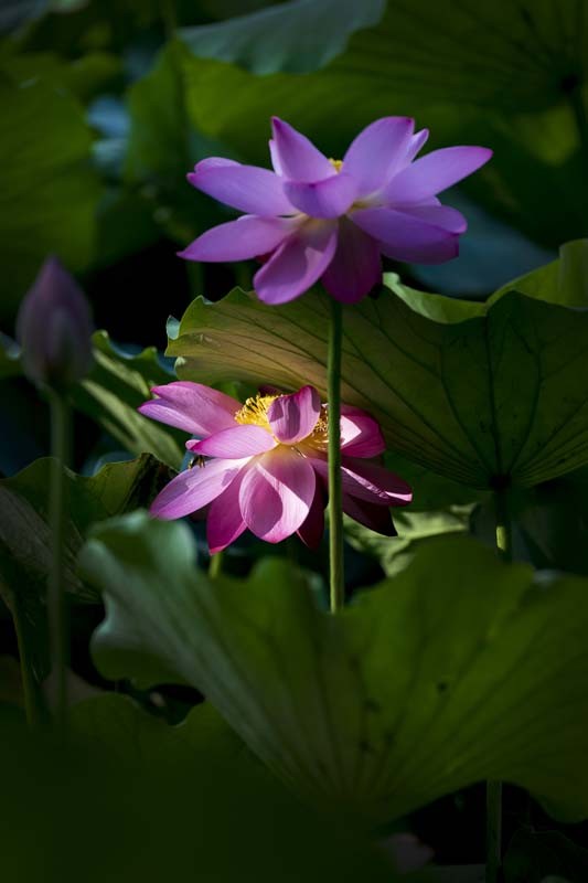 荷--清凉如美人，莫愁如明镜；终日对凝妆，掩映万荷柄。