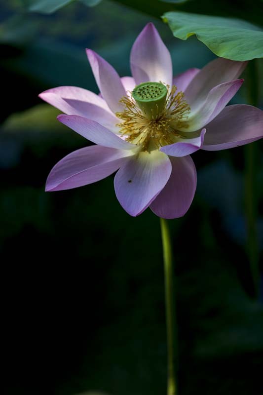 荷--清凉如美人，莫愁如明镜；终日对凝妆，掩映万荷柄。