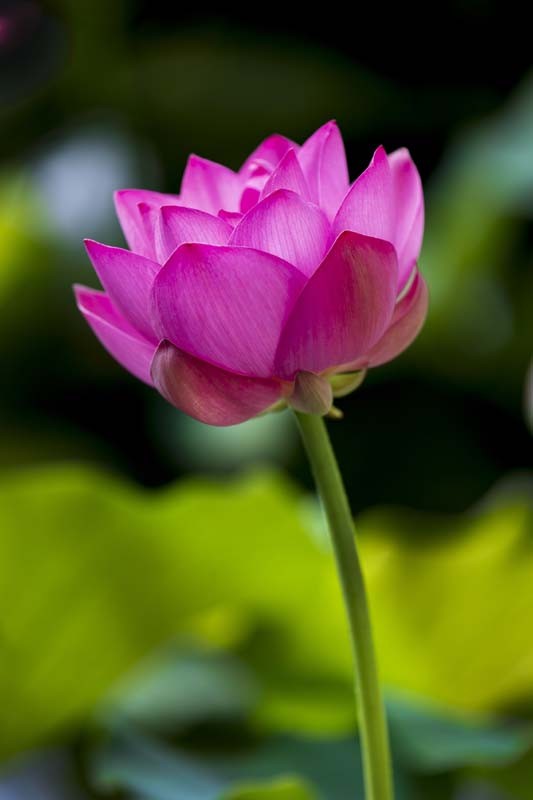 荷--清凉如美人，莫愁如明镜；终日对凝妆，掩映万荷柄。