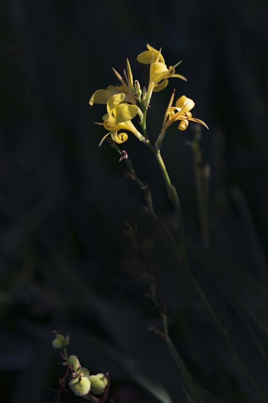 荷--清凉如美人，莫愁如明镜；终日对凝妆，掩映万荷柄。