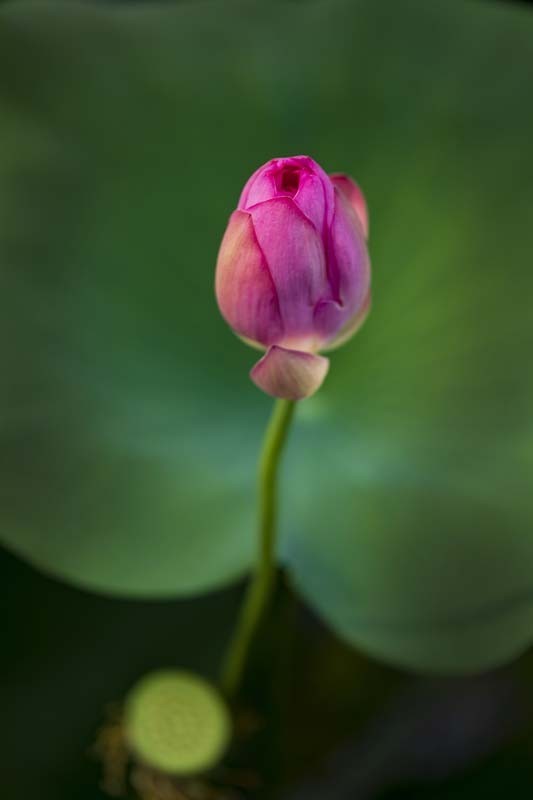 荷--清凉如美人，莫愁如明镜；终日对凝妆，掩映万荷柄。