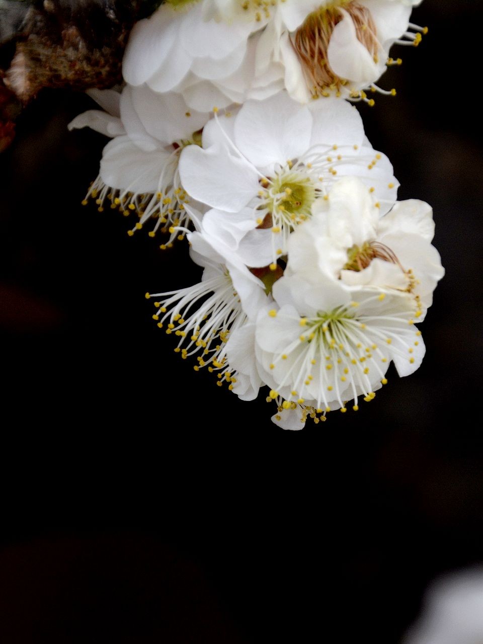 白梅花=3
