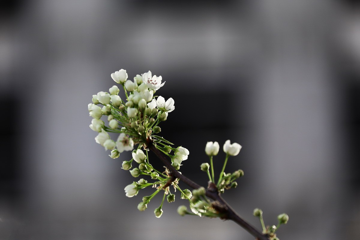 烂尾楼前又一春