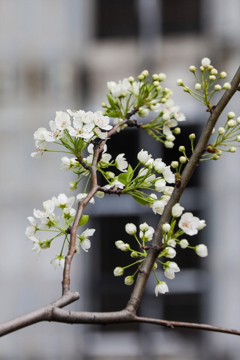 烂尾楼前又一春