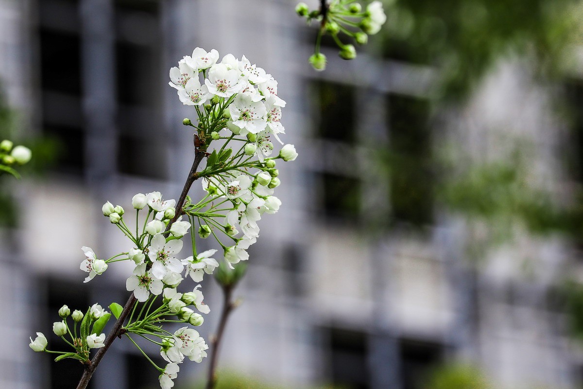 烂尾楼前又一春