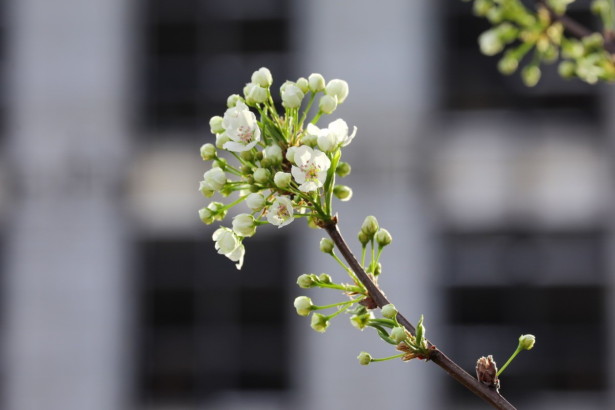 烂尾楼前又一春
