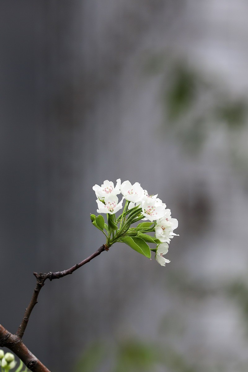 烂尾楼前又一春