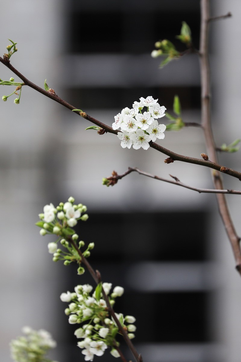 烂尾楼前又一春