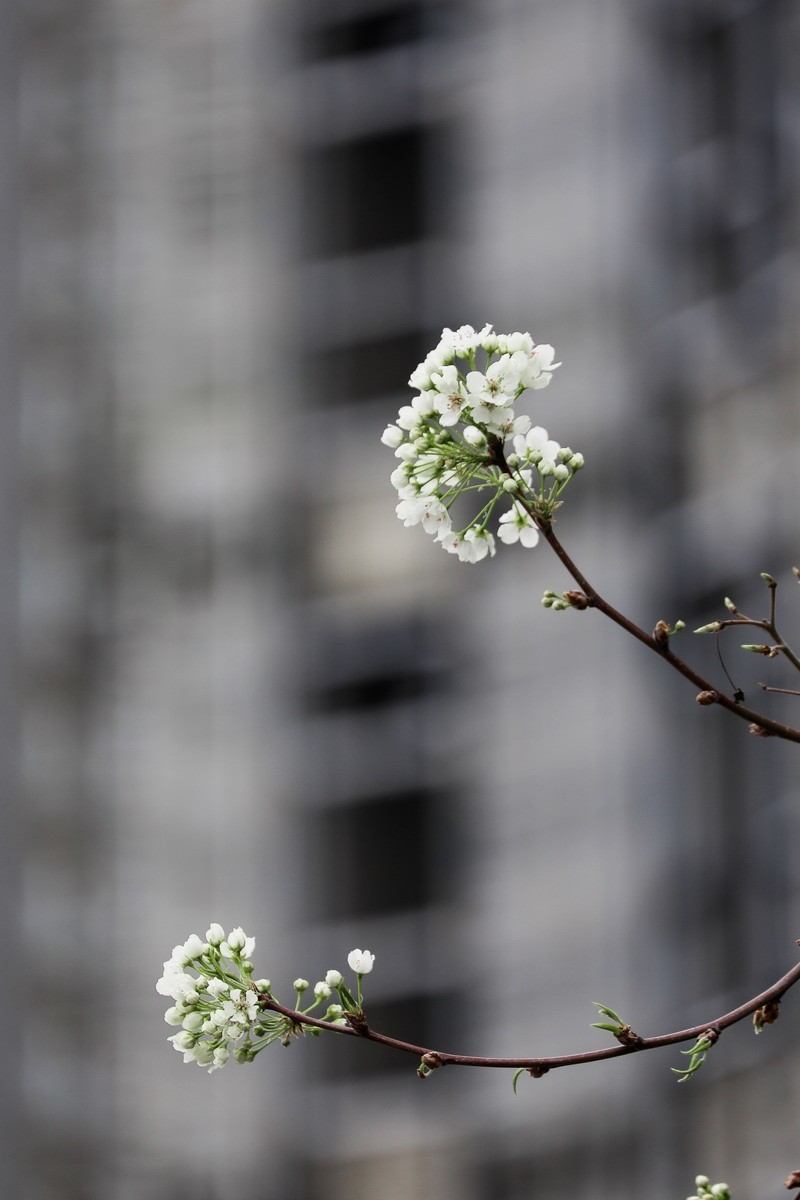 烂尾楼前又一春