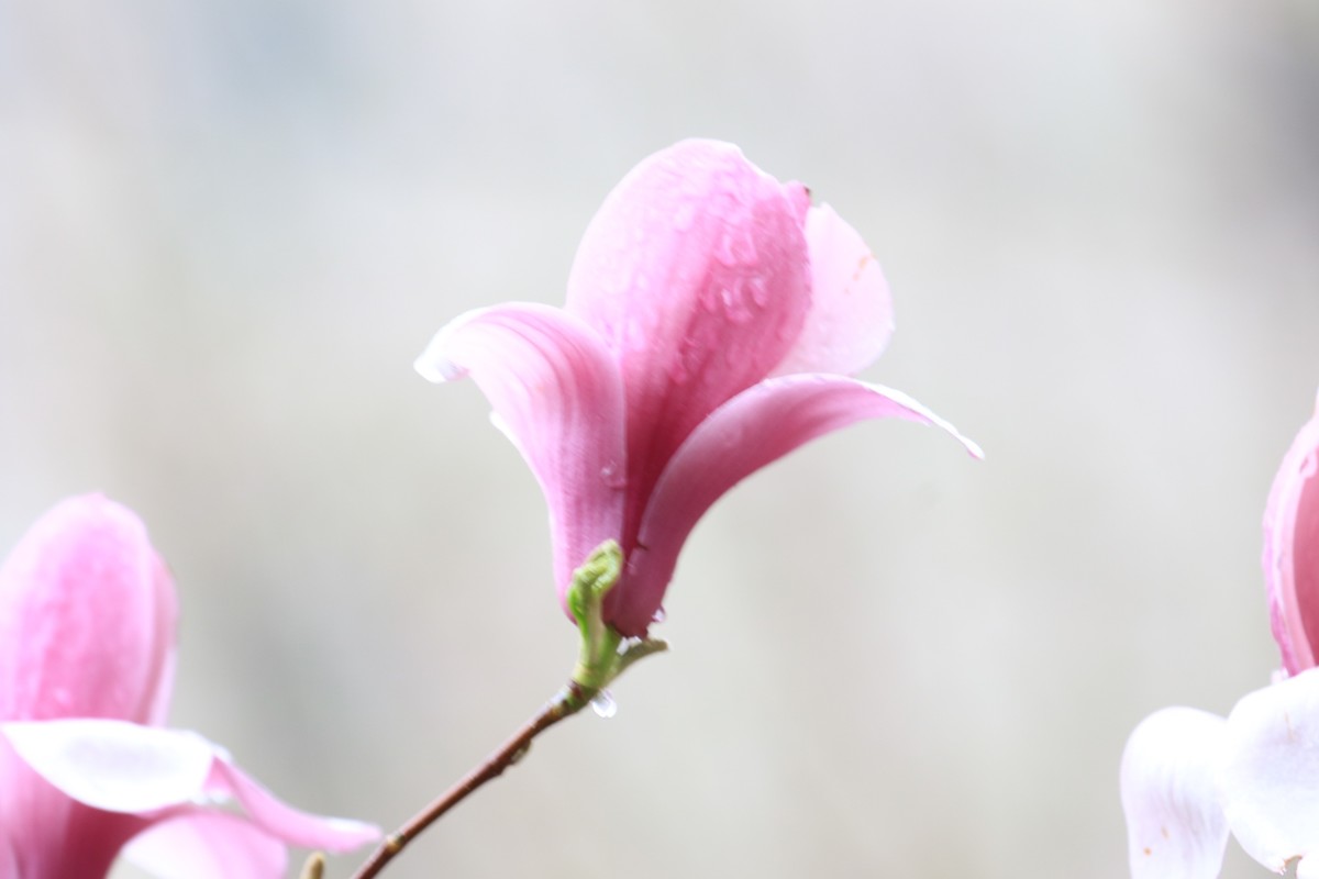 雨中的花