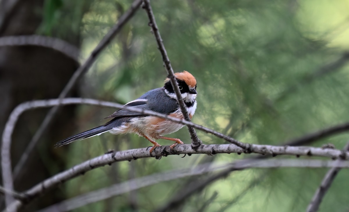 夏天的小红头似乎更瘦一些