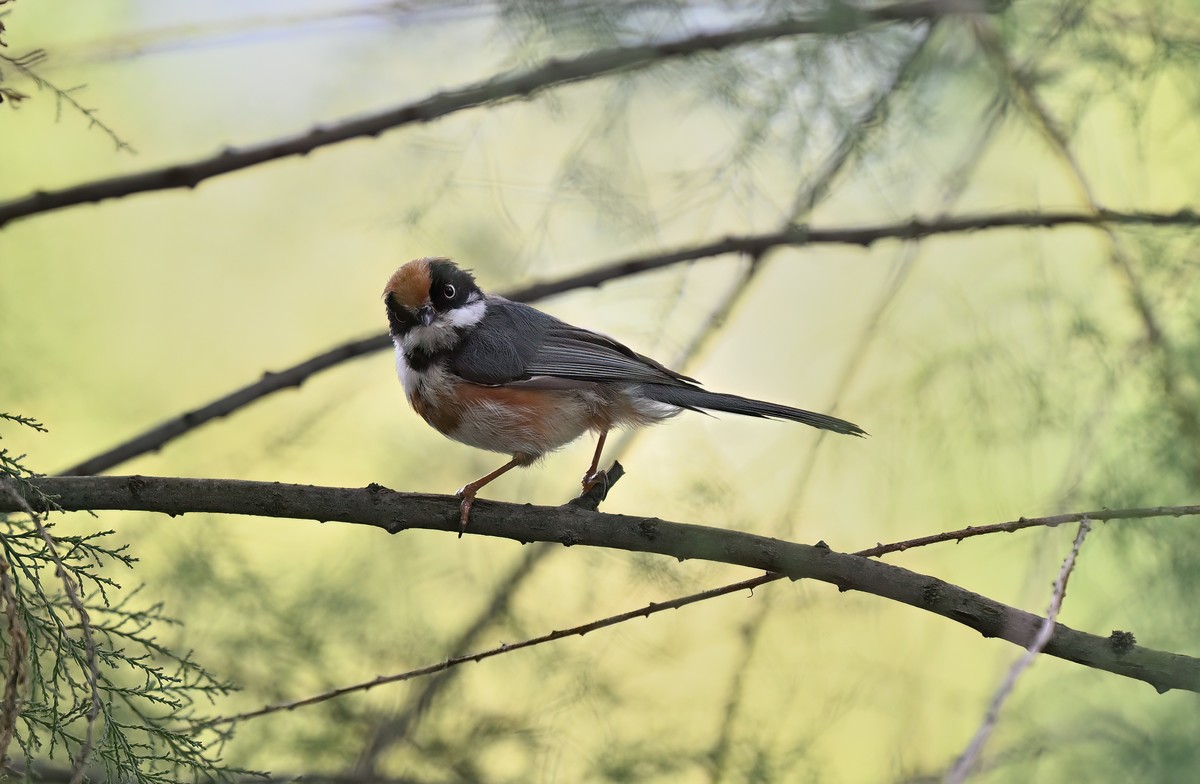 夏天的小红头似乎更瘦一些