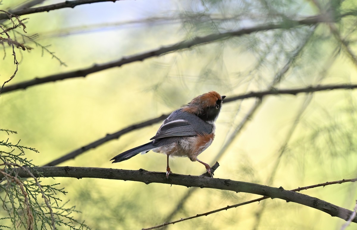 夏天的小红头似乎更瘦一些