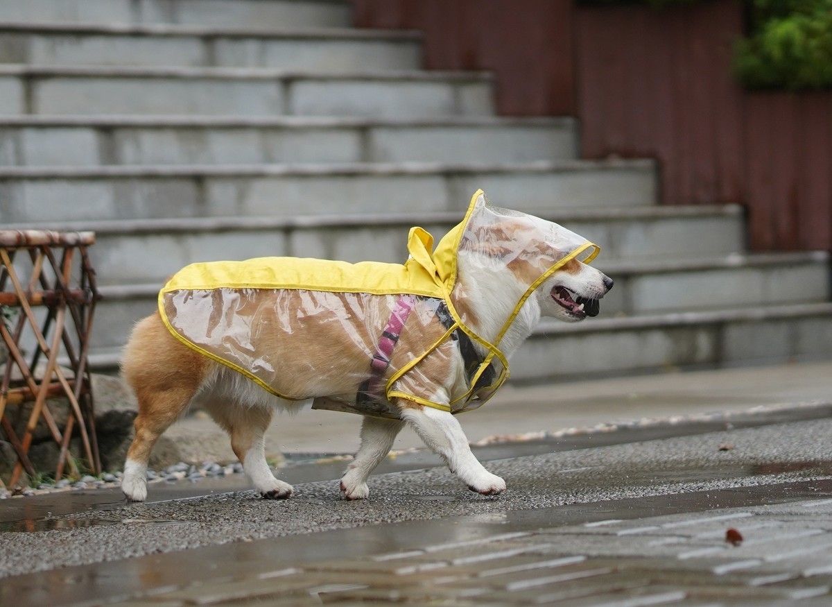 Sony  FE85  f1.8  试镜