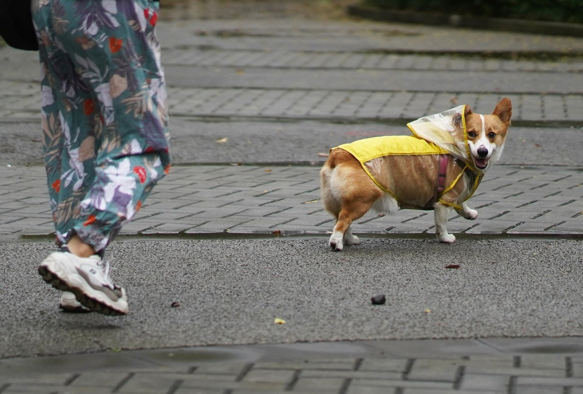 Sony  FE85  f1.8  试镜