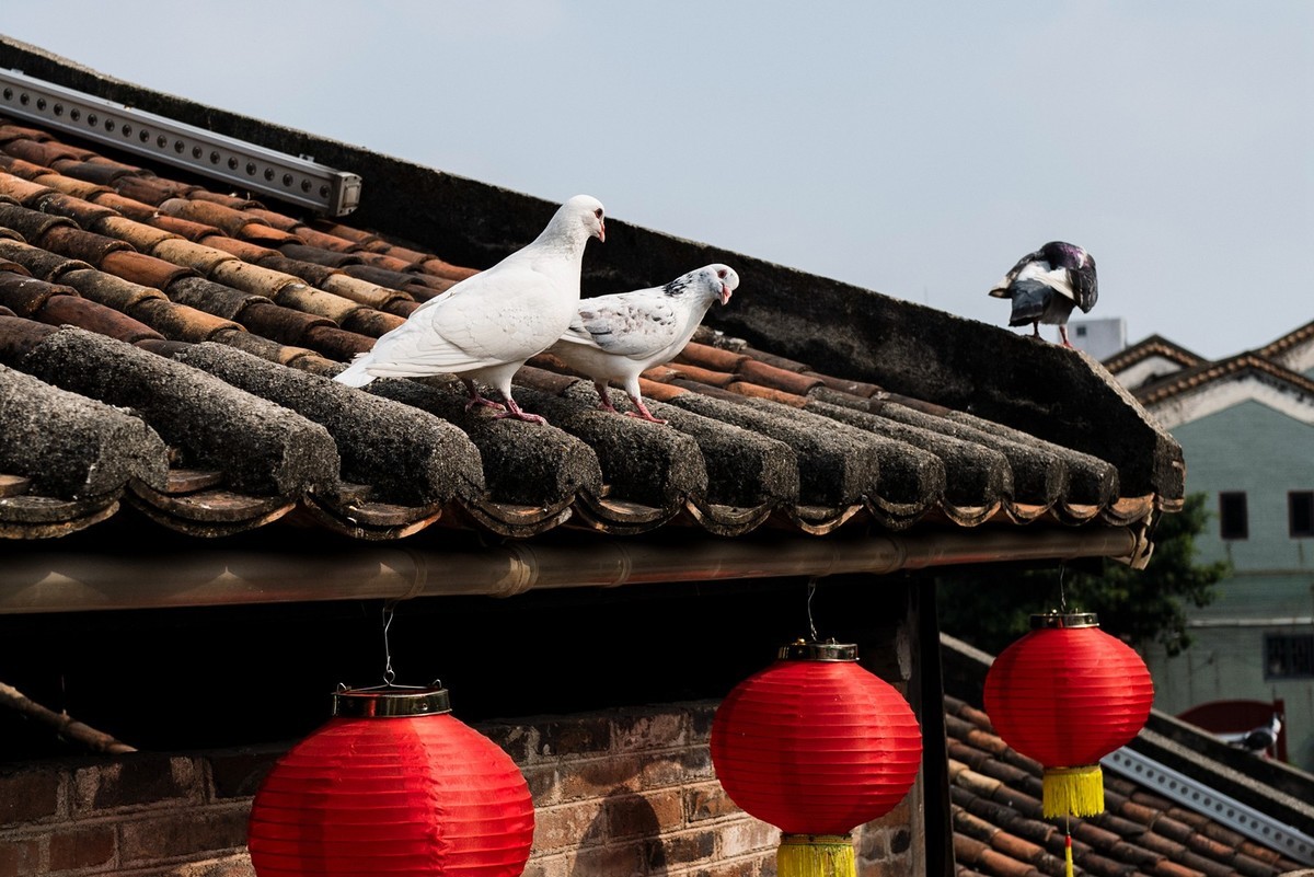 拜访好友江潍版主 （ 莱卡Q2 再拍佛山南风古灶 )