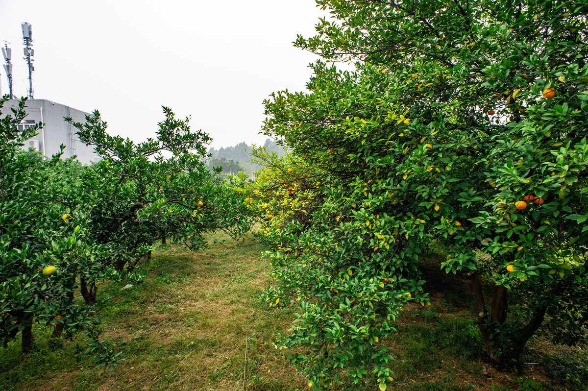 华中农业大学拾景