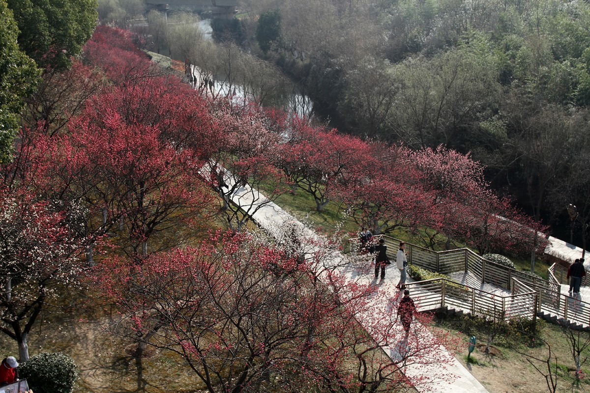 合肥匡河梅林