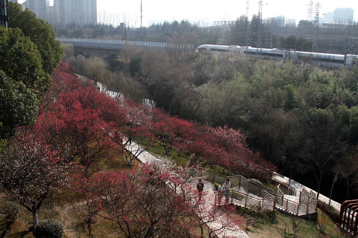 合肥匡河梅林