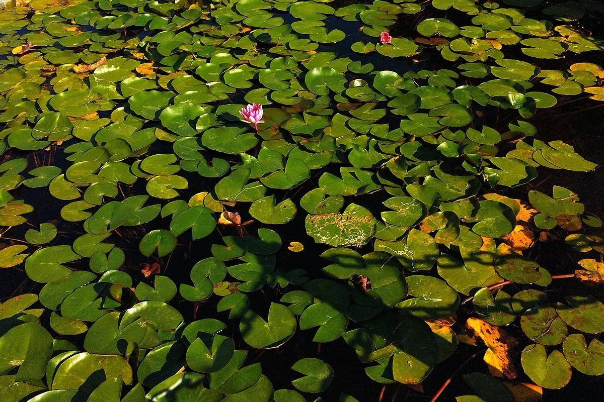 秋天里的花卉园