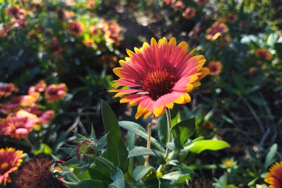 秋天里的花卉园