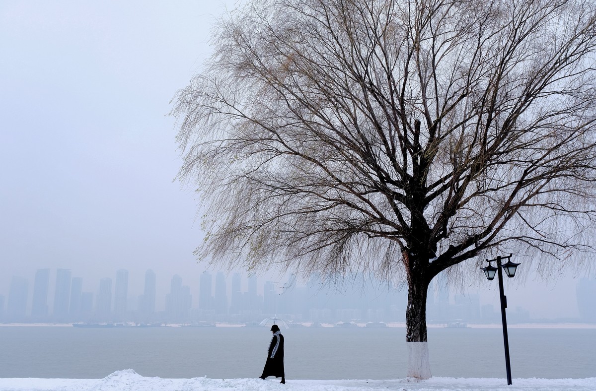 雪后江边一棵树风景