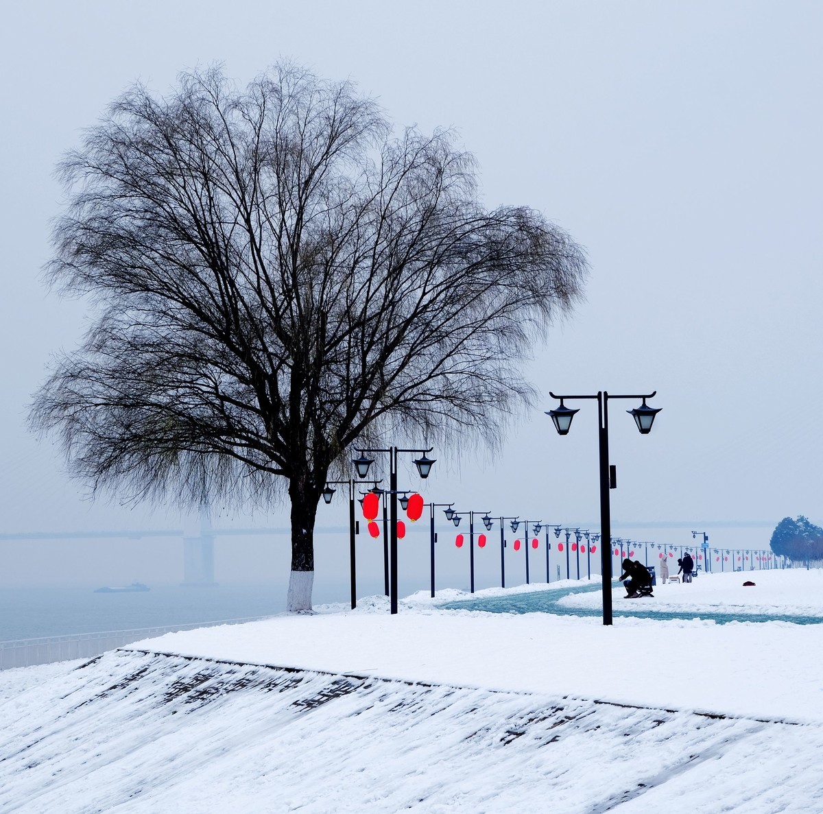 雪后江边一棵树风景