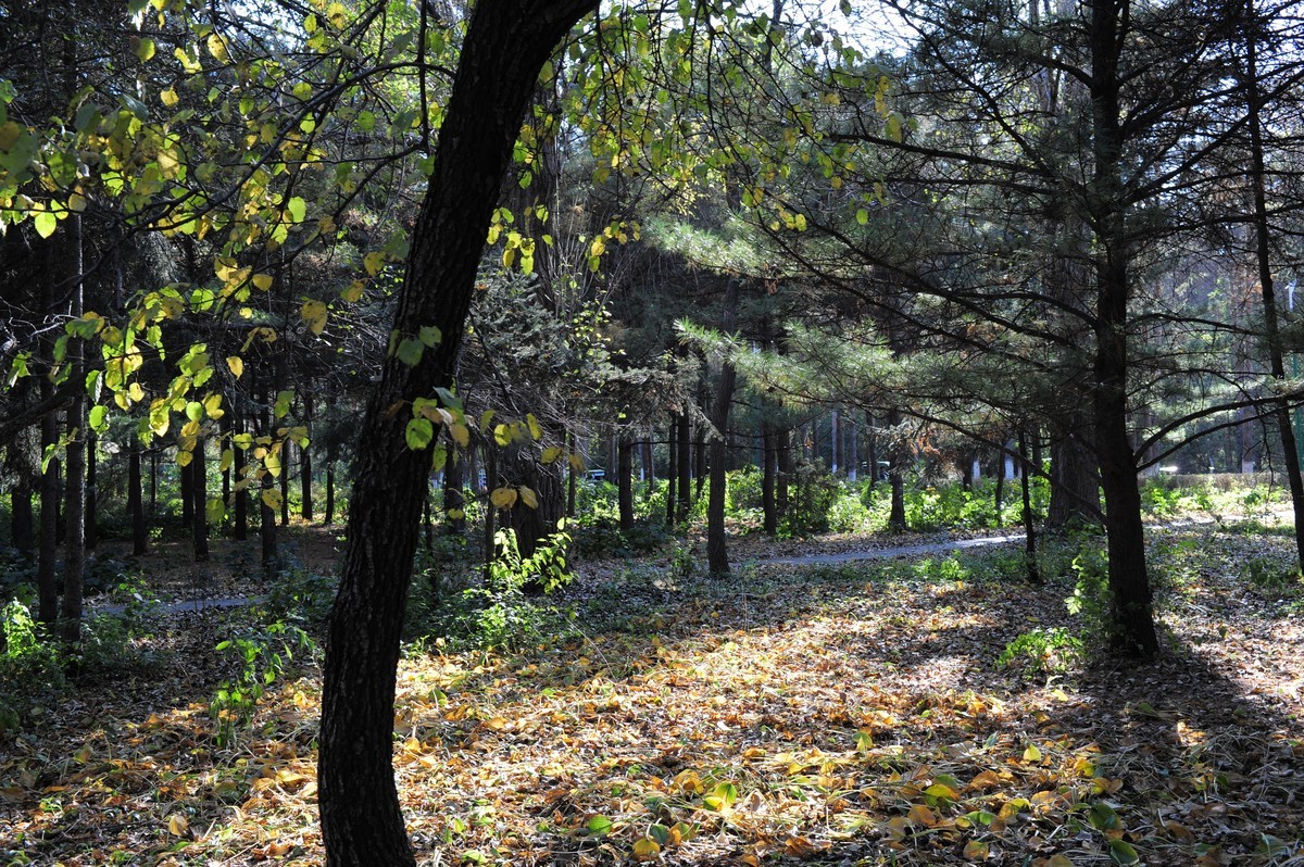 新入尼康d3s试镜