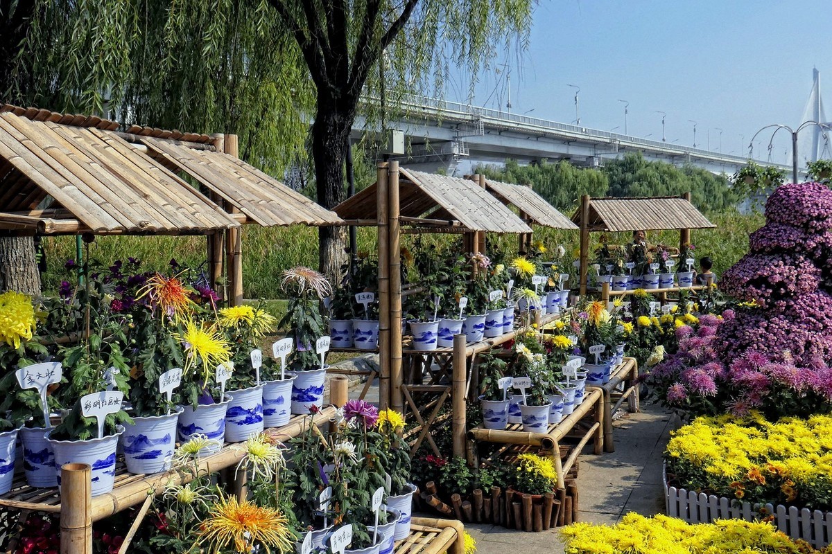 武汉江滩菊花展一