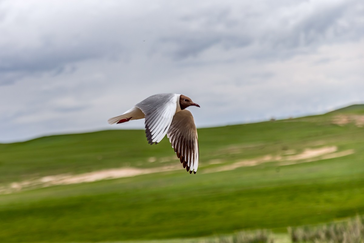 旅游记录 ：新疆 · 穿越独库公路 · 第二天 · 巴音布鲁克草原 · 天鹅家园之海鸥