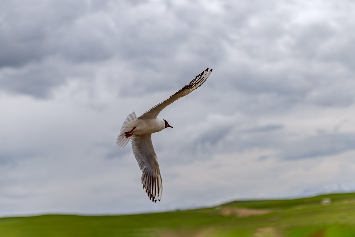 旅游记录 ：新疆 · 穿越独库公路 · 第二天 · 巴音布鲁克草原 · 天鹅家园之海鸥