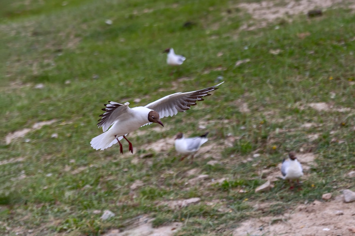 旅游记录 ：新疆 · 穿越独库公路 · 第二天 · 巴音布鲁克草原 · 天鹅家园之海鸥