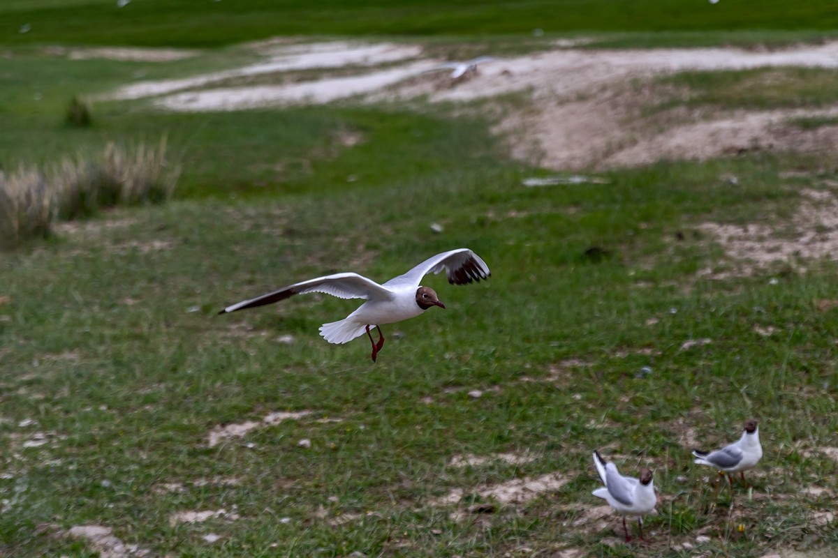 旅游记录 ：新疆 · 穿越独库公路 · 第二天 · 巴音布鲁克草原 · 天鹅家园之海鸥