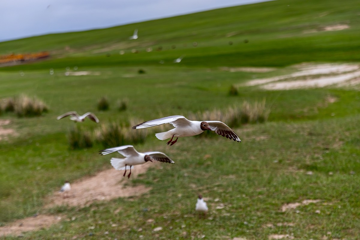 旅游记录 ：新疆 · 穿越独库公路 · 第二天 · 巴音布鲁克草原 · 天鹅家园之海鸥