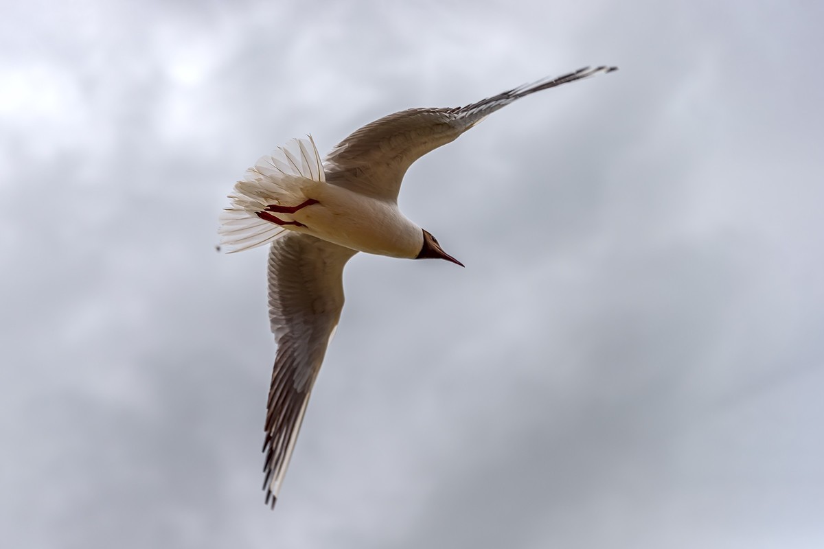 旅游记录 ：新疆 · 穿越独库公路 · 第二天 · 巴音布鲁克草原 · 天鹅家园之海鸥