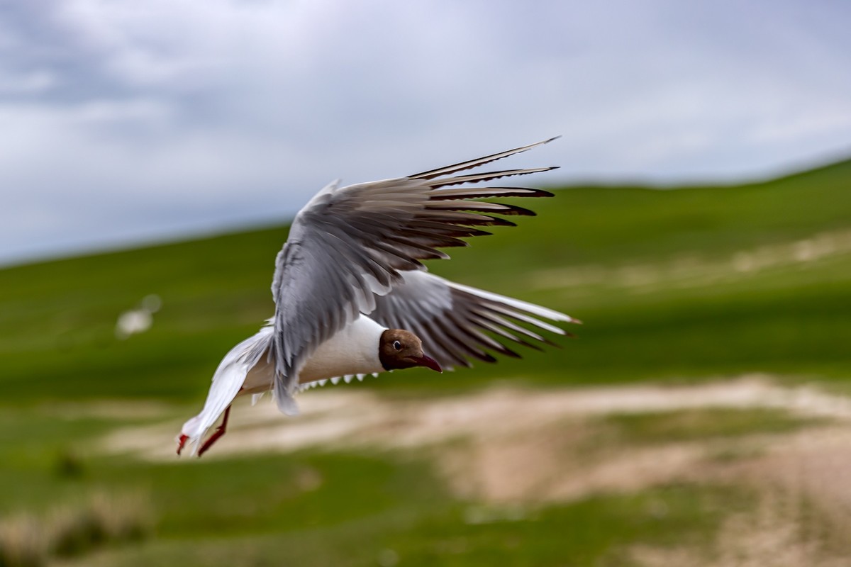 旅游记录 ：新疆 · 穿越独库公路 · 第二天 · 巴音布鲁克草原 · 天鹅家园之海鸥