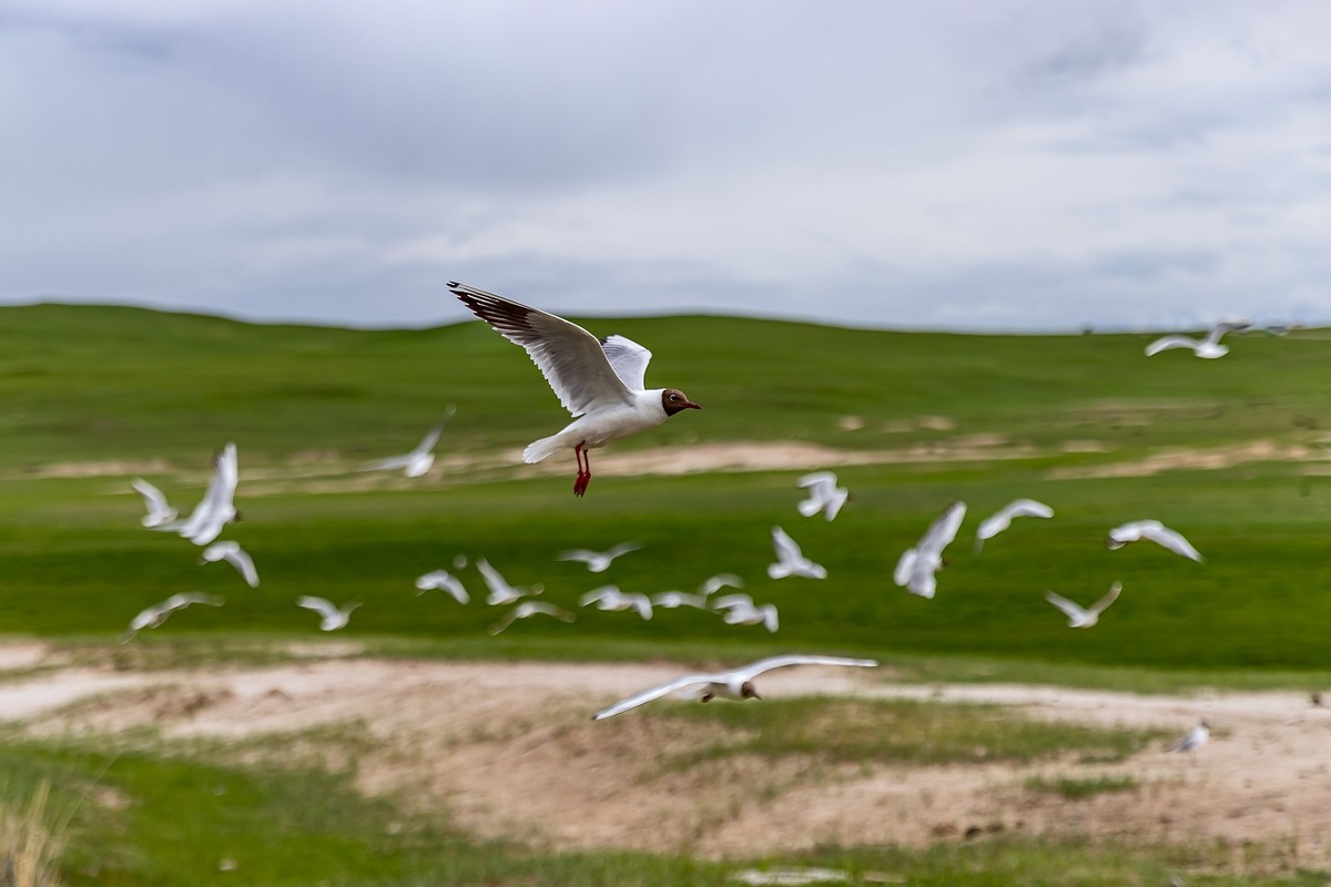 旅游记录 ：新疆 · 穿越独库公路 · 第二天 · 巴音布鲁克草原 · 天鹅家园之海鸥
