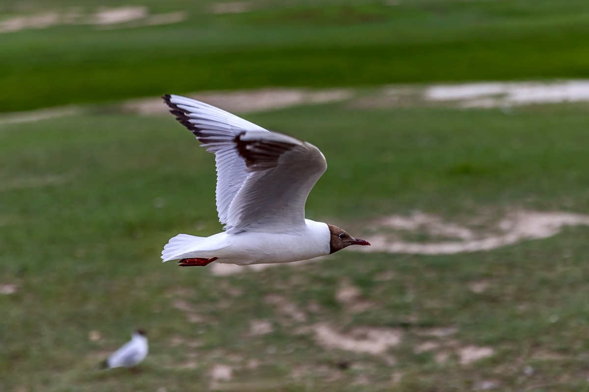 旅游记录 ：新疆 · 穿越独库公路 · 第二天 · 巴音布鲁克草原 · 天鹅家园之海鸥