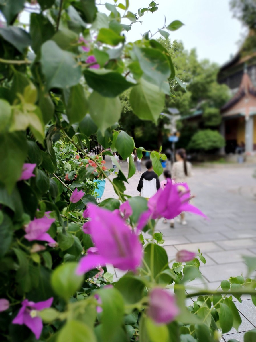 漫步星城 走街串巷（488）顶礼大悲殿