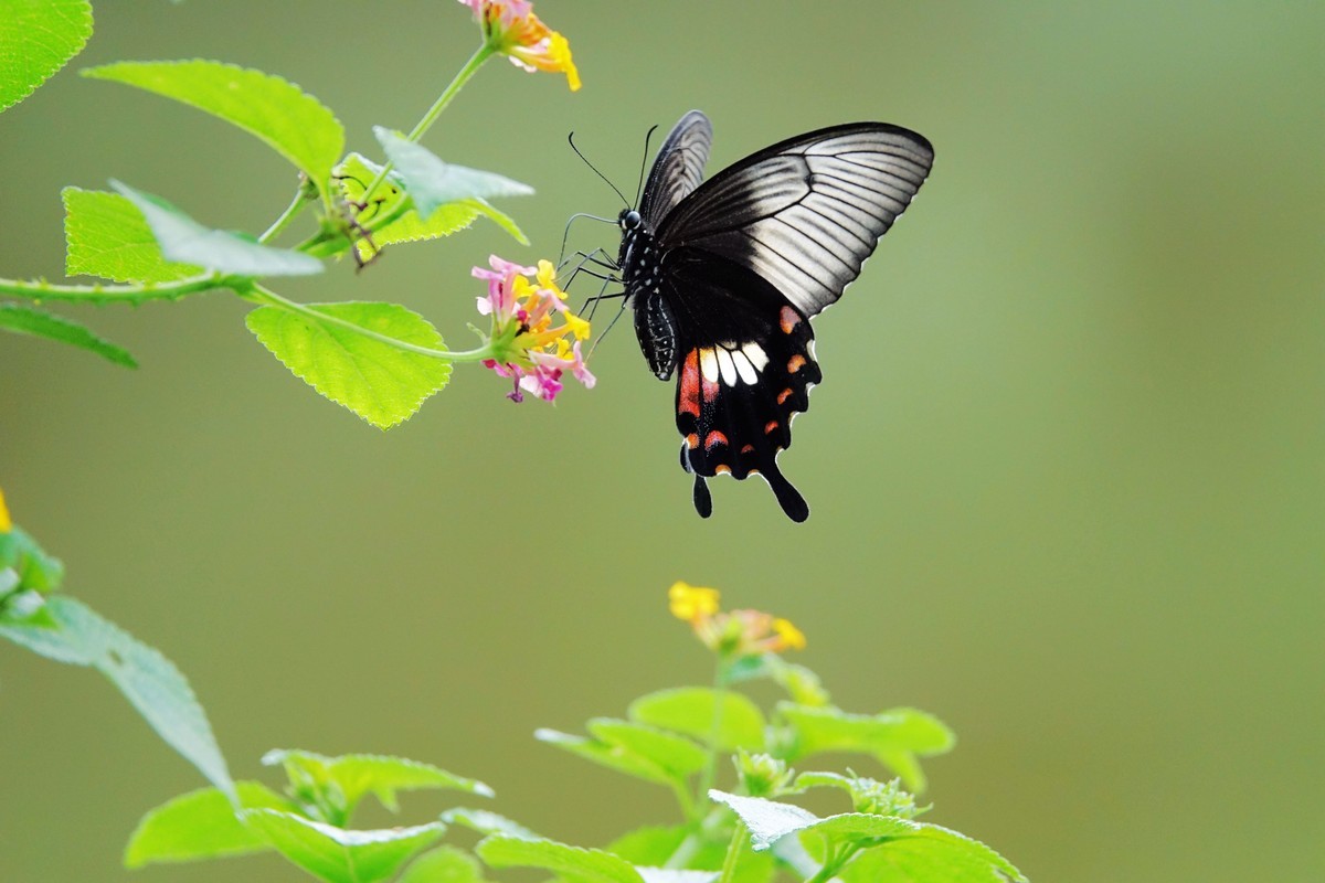 一组连拍…彩蝶飞花
