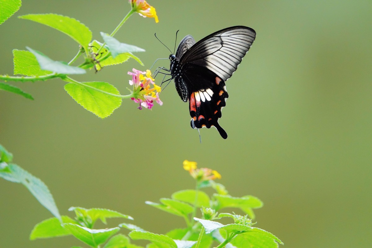 一组连拍…彩蝶飞花
