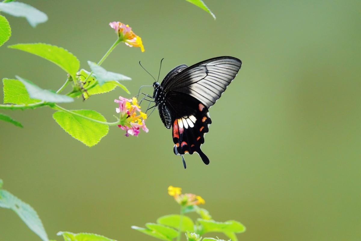 一组连拍…彩蝶飞花